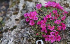 Камнеломка – неприхотливый цветущий ковер Камнеломка садовая