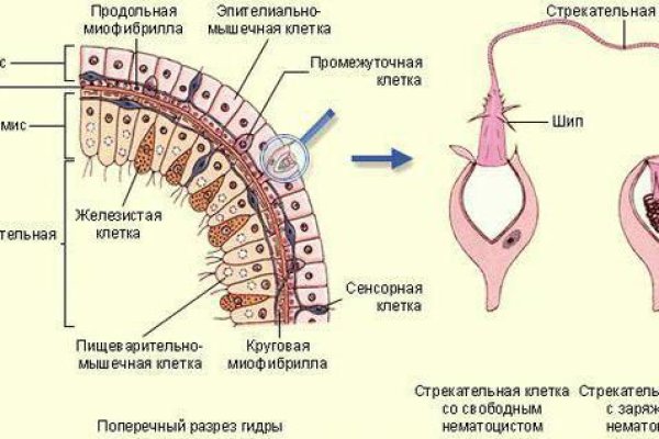 Kraken даркнет что это