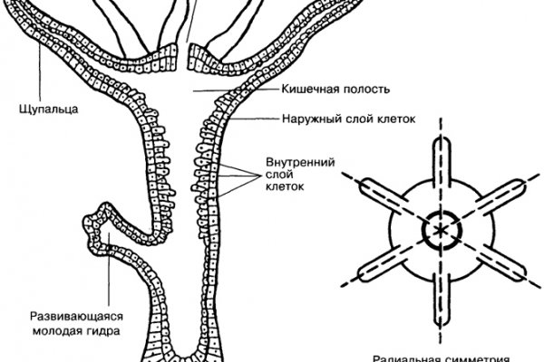 Кракен орг